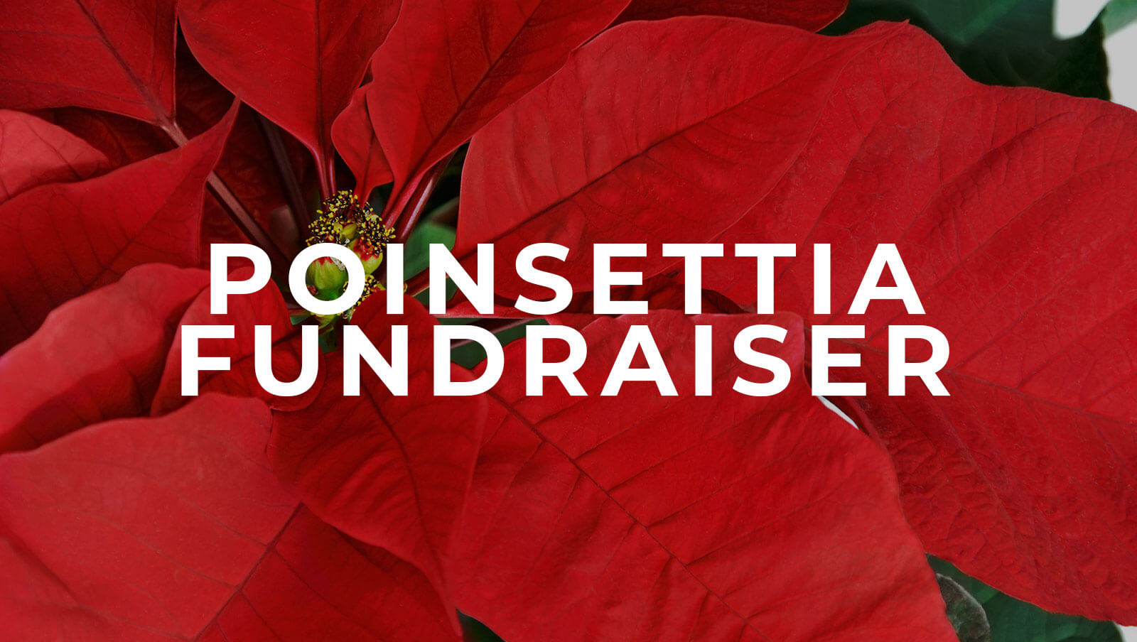 christmas pointsettias jpg